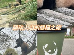 -都江堰中华大熊猫苑