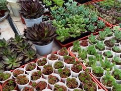iphone_upload_pic-秦美花卉(天朗·莱茵小城2期店)