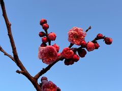 -梅花山(明孝陵内)