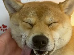 -御宝贝24h宠物医院·转诊中心·CT核磁血透中心(厦门总院)