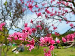 -上海共青森林公园