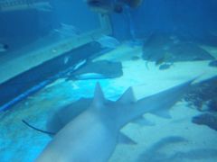 -邯郸海洋世界