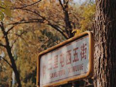 -三里屯东五街银杏大道