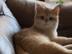 -东方名猫馆·英短金渐层布偶猫舍(环线广场1号楼店)