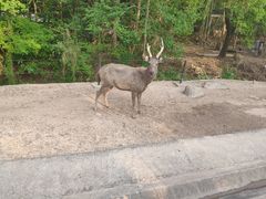-清迈夜间动物园
