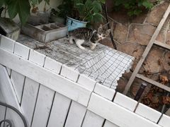 -海边的猫和咖啡馆