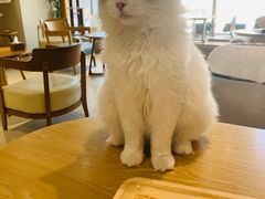 -藏猫猫咖啡主题馆(中央大道店)