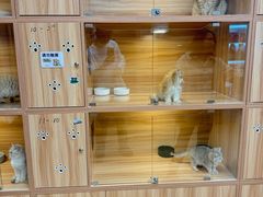 -猫十亿·布偶金渐层·曼基康矮脚猫舍(青年路店)