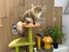 -COLOR PETS 撸猫馆·购猫·猫咖(长风大悦城店)