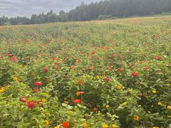 -帽儿山国家森林公园