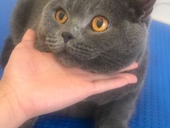 -艾吉宠物医院·疑难杂症转诊中心·猫友好(碧江路院)