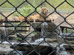 -北京野生动物园