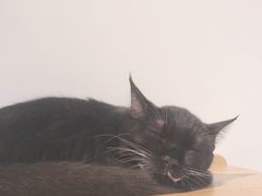 -Heymao猫咖.咖啡厅(东门店)
