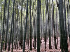 -青龙山国家森林公园