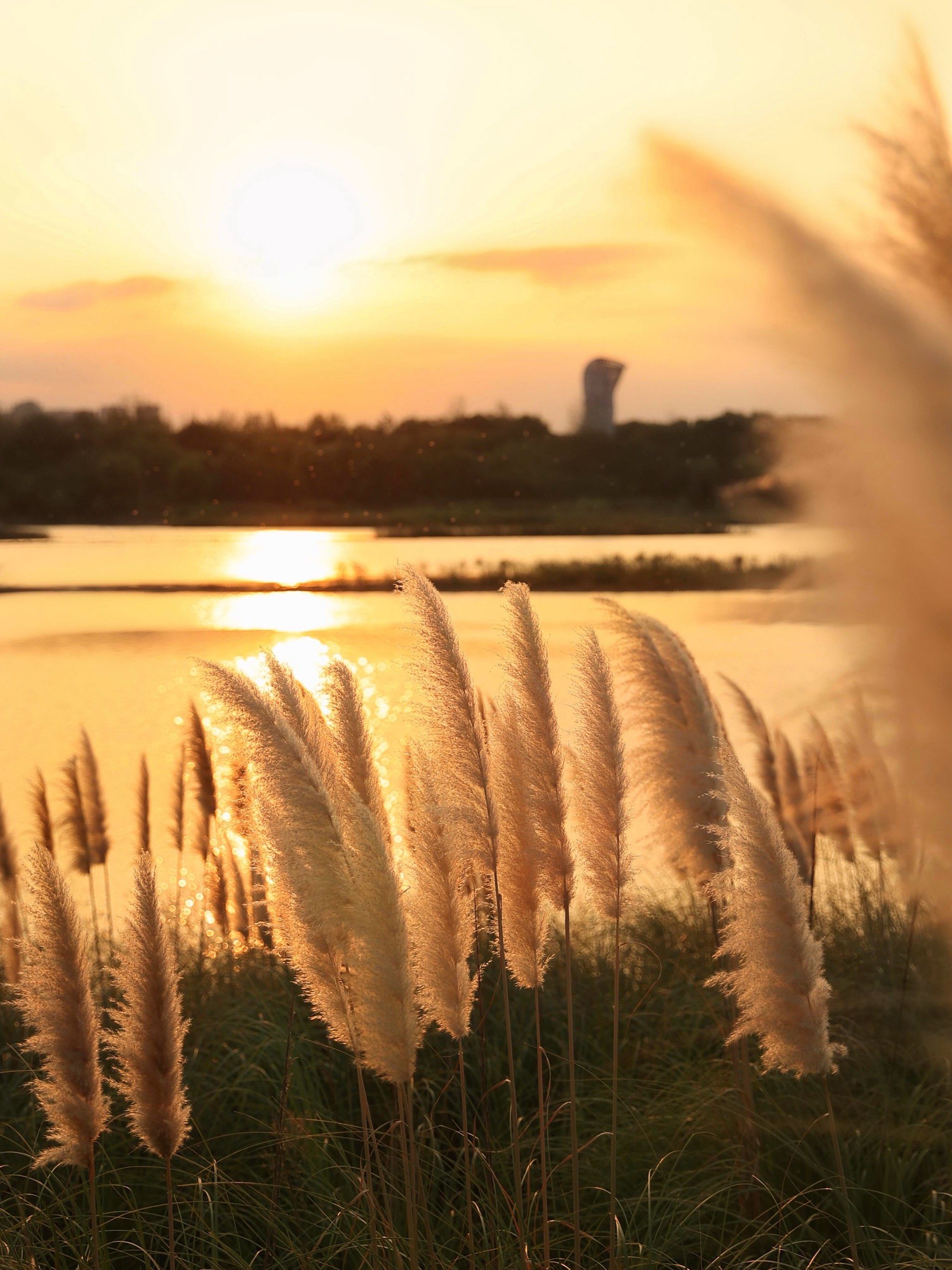 秋日限定|西安芦苇荡开爆还有日落橘子海