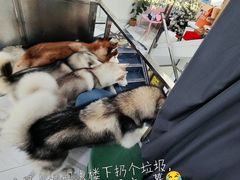 -星多哈·狗咖·拼豆·咖啡