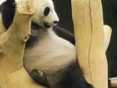 -沈阳森林动物园
