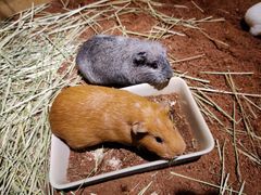 -藦茜花园宠物主题亲子互动体验馆(国顺东路店)