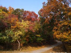 -北京西山国家森林公园