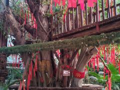 -呀路古热带植物园