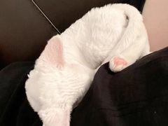 -70cat德文卷毛猫·缅因猫纯种猫舍