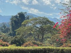 -中国科学院西双版纳热带植物园