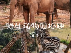 -深圳野生动物园