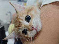 -瑞派动物医院·绝育·犬猫全科·预防医学(光景江南中店)