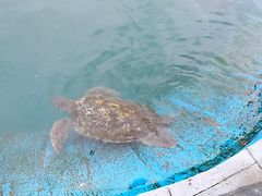 -广东惠东海龟国家级自然保护区