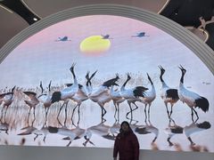 -盐城丹顶鹤湿地生态旅游区