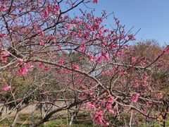 -天适樱花悠乐园