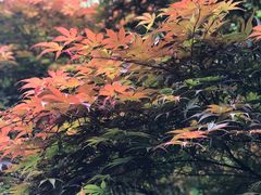 -茶颜悦色(岳麓山顶店)