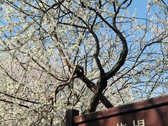 -桃花堤公园