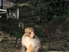 -黔灵山公园