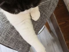 -海边的猫和咖啡馆