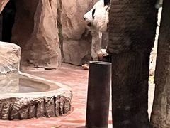 -成都动物园
