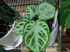 -Rabbit Cafe私房西餐甜点咖啡(栖霞路店)