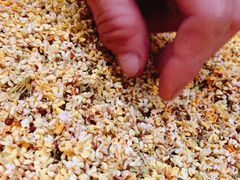 桂花-老根农家饭店