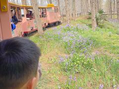 -黄海国家森林公园