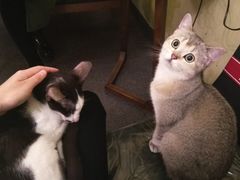 -猫色咖啡·猫咖