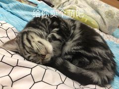 -仁普宠物诊所(住友昌盛新苑店)