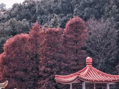 -深圳仙湖植物园