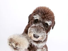 -超宠爱宠物摄影-Super pet