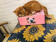 -平行世界·猫咖(首经贸店)
