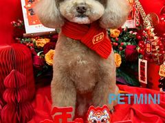 -宠小格时尚宠物生活馆(唐镇店)