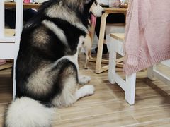 -李小姐の猫咖啡馆(五角场店)