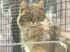 -青藏高原野生动物园
