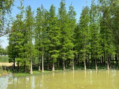-艾溪湖湿地公园