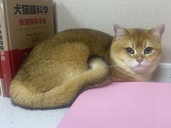 -瑞鹏宠物医院·眼科·皮肤·中兽医(大悦城分院)