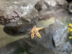 -上海海洋水族馆